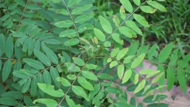 Senna Siamea Ayrıca Siyam Kaş Ağacı Kasoz Ağacı Cassia Ağacı — Stok video