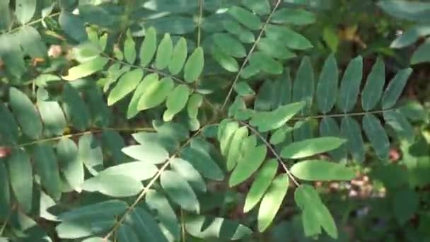 具有自然背景的Senna Siamea 亦称Siamese Cassia Kassod Tree Cassod Tree Cassia Tree — 图库视频影像