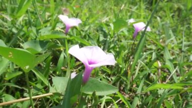Ipomoea aquatica (su ıspanağı, nehir ıspanağı, su sabah zaferi, su konvolvulusu, Çin ıspanağı, Çin su teresi, Çin konvolvulusu, bataklık lahanası, kangkong ong choy) doğaya ilişkin..