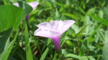 Ipomoea aquatica (su ıspanağı, nehir ıspanağı, su sabah zaferi, su konvolvulusu, Çin ıspanağı, Çin su teresi, Çin konvolvulusu, bataklık lahanası, kangkong ong choy) doğaya ilişkin..