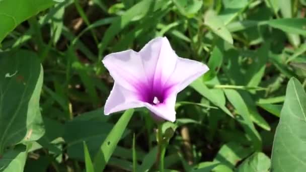 Ipomoea Aquatica Waterspinazie Rivierspinazie Waterochtendglorie Waterconvolvulus Chinese Spinazie Chinese Waterkers — Stockvideo