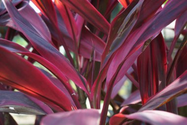 Genellikle tiplant, palmiye zambağı, lahana palmiyesi, iyi şans bitkisi, Convallaria fruticosa L., Kuşkonmaz terminali L., Cordyline terminali veya andong (Endonezya terminali) olarak adlandırılır.)