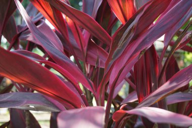 Genellikle tiplant, palmiye zambağı, lahana palmiyesi, iyi şans bitkisi, Convallaria fruticosa L., Kuşkonmaz terminali L., Cordyline terminali veya andong (Endonezya terminali) olarak adlandırılır.)