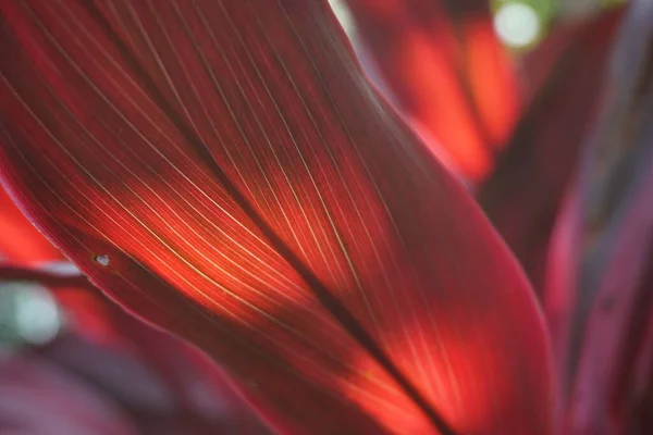 Cordyline Fruticosa Verte Communément Appelée Plant Lys Palmier Palmier Chou — Photo