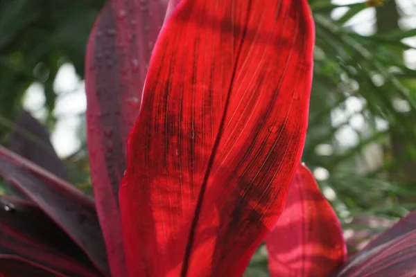 Cordyline Fruticosa Verte Communément Appelée Plant Lys Palmier Palmier Chou — Photo
