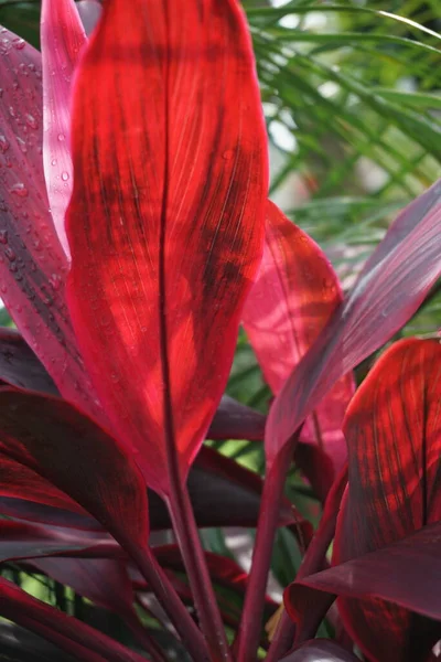 프루티 Green Cordyline Fruticosa 플랜트 양배추 야자수 행운의 컨베이어 프루티 — 스톡 사진