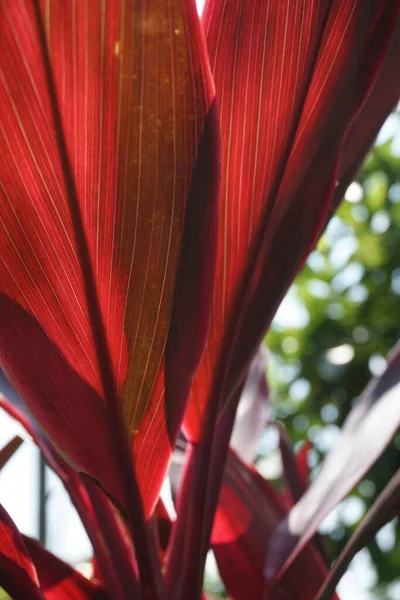 Cordyline Fruticosa Verde Comumente Chamado Planta Lírio Palma Palma Repolho — Fotografia de Stock