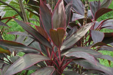 Genellikle tiplant, palmiye zambağı, lahana palmiyesi, iyi şans bitkisi, Convallaria fruticosa L., Kuşkonmaz terminali L., Cordyline terminali veya andong (Endonezya terminali) olarak adlandırılır.)