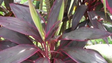 Genellikle tiplant, palmiye zambağı, lahana palmiyesi, iyi şans bitkisi, Convallaria fruticosa L., Kuşkonmaz terminali L., Cordyline terminali veya andong (Endonezya terminali) olarak adlandırılır.)