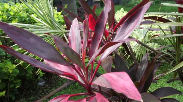 Cordyline Fruticosa Verde Comúnmente Llamada Planta Lirio Palma Palmera Col — Vídeos de Stock