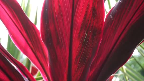 Cordyline Fruticosa Verde Comúnmente Llamada Planta Lirio Palma Palmera Col — Vídeos de Stock