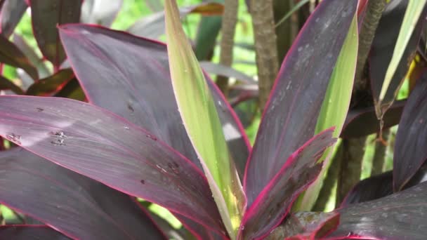 Cordyline Fruticosa Verde Comúnmente Llamada Planta Lirio Palma Palmera Col — Vídeos de Stock