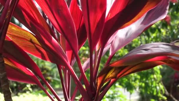Groene Cordyline Fruticosa Algemeen Genaamd Plant Palm Lelie Kool Palm — Stockvideo