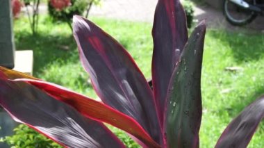 Genellikle tiplant, palmiye zambağı, lahana palmiyesi, iyi şans bitkisi, Convallaria fruticosa L., Kuşkonmaz terminali L., Cordyline terminali veya andong (Endonezya terminali) olarak adlandırılır.)