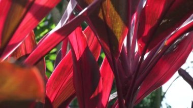 Genellikle tiplant, palmiye zambağı, lahana palmiyesi, iyi şans bitkisi, Convallaria fruticosa L., Kuşkonmaz terminali L., Cordyline terminali veya andong (Endonezya terminali) olarak adlandırılır.)