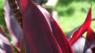 Genellikle tiplant, palmiye zambağı, lahana palmiyesi, iyi şans bitkisi, Convallaria fruticosa L., Kuşkonmaz terminali L., Cordyline terminali veya andong (Endonezya terminali) olarak adlandırılır.)