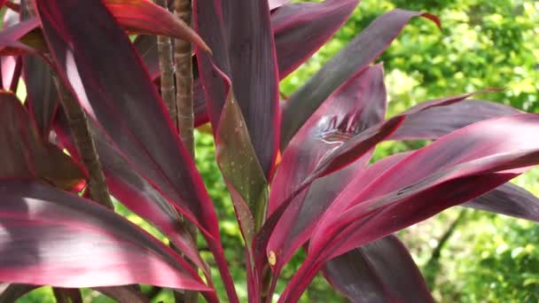 Zielona Cordyline Fruticosa Powszechnie Nazywany Roślin Lilia Palmowa Palma Kapusta — Wideo stockowe