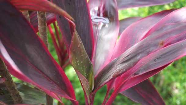 Grüne Cordyline Fruticosa Allgemein Als Pflanze Palmlilie Kohlpalme Glückspflanze Convallaria — Stockvideo