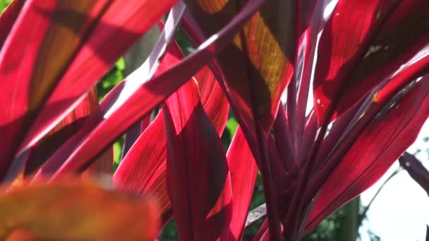 Cordyline Fruticosa Verde Comúnmente Llamada Planta Lirio Palma Palmera Col — Vídeos de Stock