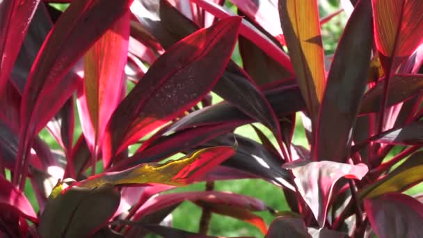 Grüne Cordyline Fruticosa Allgemein Als Pflanze Palmlilie Kohlpalme Glückspflanze Convallaria — Stockvideo