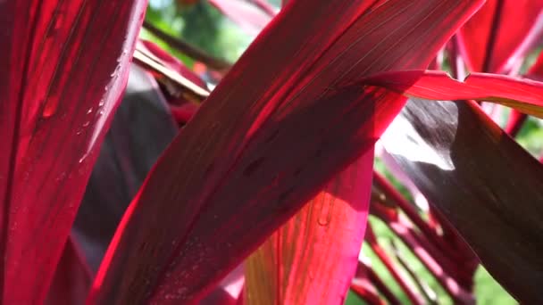 菊科植物 棕榈油 卷心菜 好运植物 菊科植物 天冬酰胺 棉铃科植物 印尼语 — 图库视频影像