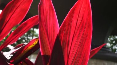 Genellikle tiplant, palmiye zambağı, lahana palmiyesi, iyi şans bitkisi, Convallaria fruticosa L., Kuşkonmaz terminali L., Cordyline terminali veya andong (Endonezya terminali) olarak adlandırılır.)
