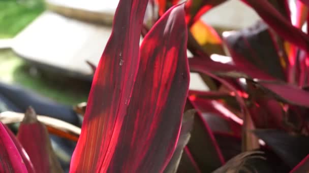 Zielona Cordyline Fruticosa Powszechnie Nazywany Roślin Lilia Palmowa Palma Kapusta — Wideo stockowe