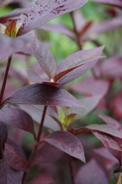 Kırmızı Aerva Sanguinolenta çiçeği.