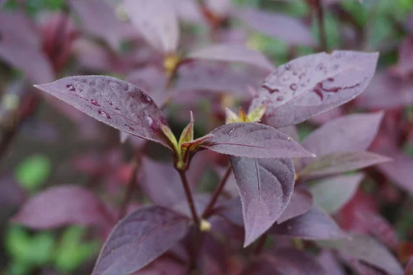 Fleur Rouge Aerva Sanguinolenta Avec Fond Naturel — Photo