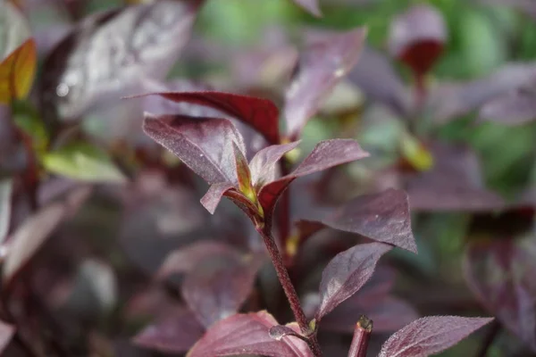 Fleur Rouge Aerva Sanguinolenta Avec Fond Naturel — Photo