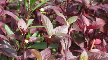 Kırmızı Aerva Sanguinolenta çiçeği.