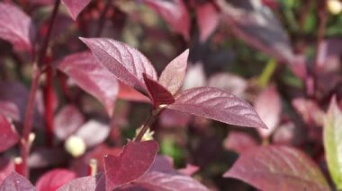 Kırmızı Aerva Sanguinolenta çiçeği.