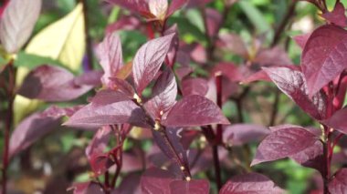 Kırmızı Aerva Sanguinolenta çiçeği.