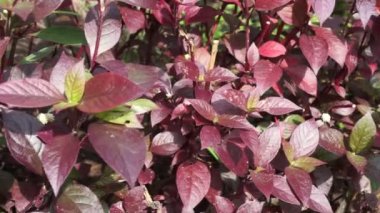 Kırmızı Aerva Sanguinolenta çiçeği.