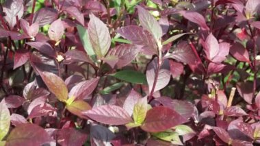 Kırmızı Aerva Sanguinolenta çiçeği.