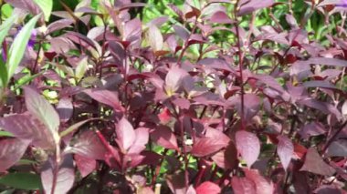 Kırmızı Aerva Sanguinolenta çiçeği.