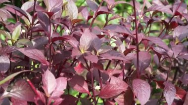 Kırmızı Aerva Sanguinolenta çiçeği.