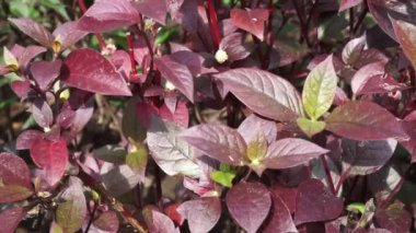 Kırmızı Aerva Sanguinolenta çiçeği.