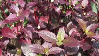 Kırmızı Aerva Sanguinolenta çiçeği.