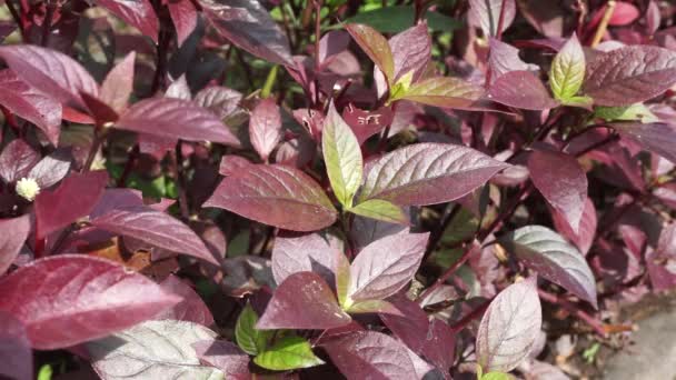 Rote Aerva Sanguinolenta Blume Mit Natürlichem Hintergrund — Stockvideo