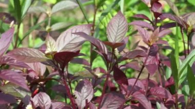 Kırmızı Aerva Sanguinolenta çiçeği.