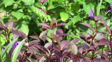 Kırmızı Aerva Sanguinolenta çiçeği.