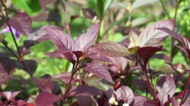 Kırmızı Aerva Sanguinolenta çiçeği.