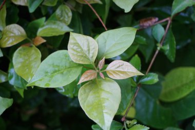 Egzotik begonviller doğada yaşar.