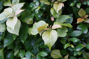 Egzotik begonviller doğada yaşar.