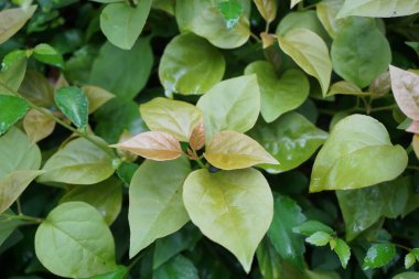 Egzotik begonviller doğada yaşar.