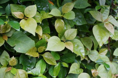 Egzotik begonviller doğada yaşar.