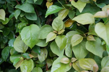 Egzotik begonviller doğada yaşar.