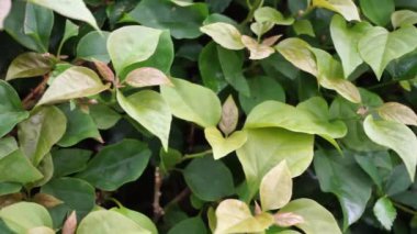 Egzotik begonviller doğada yaşar.