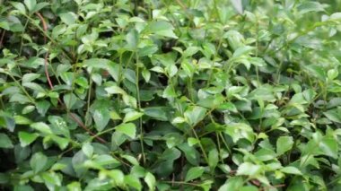 Egzotik begonviller doğada yaşar.